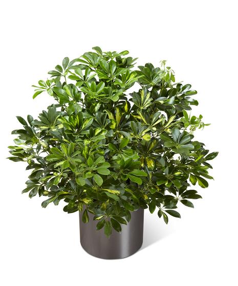 Schefflera Arboricola, Standard - View 10 from www redcrocus com