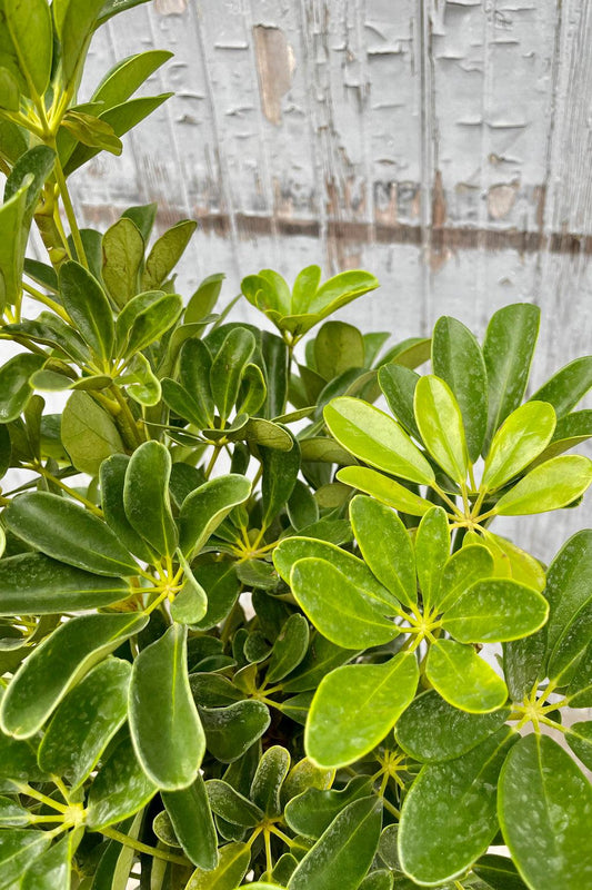 Schefflera Arboricola, Standard - View 1 from www redcrocus com