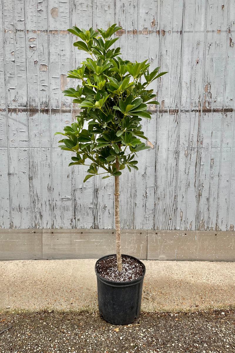 Schefflera Arboricola, Standard - View 4 from www redcrocus com