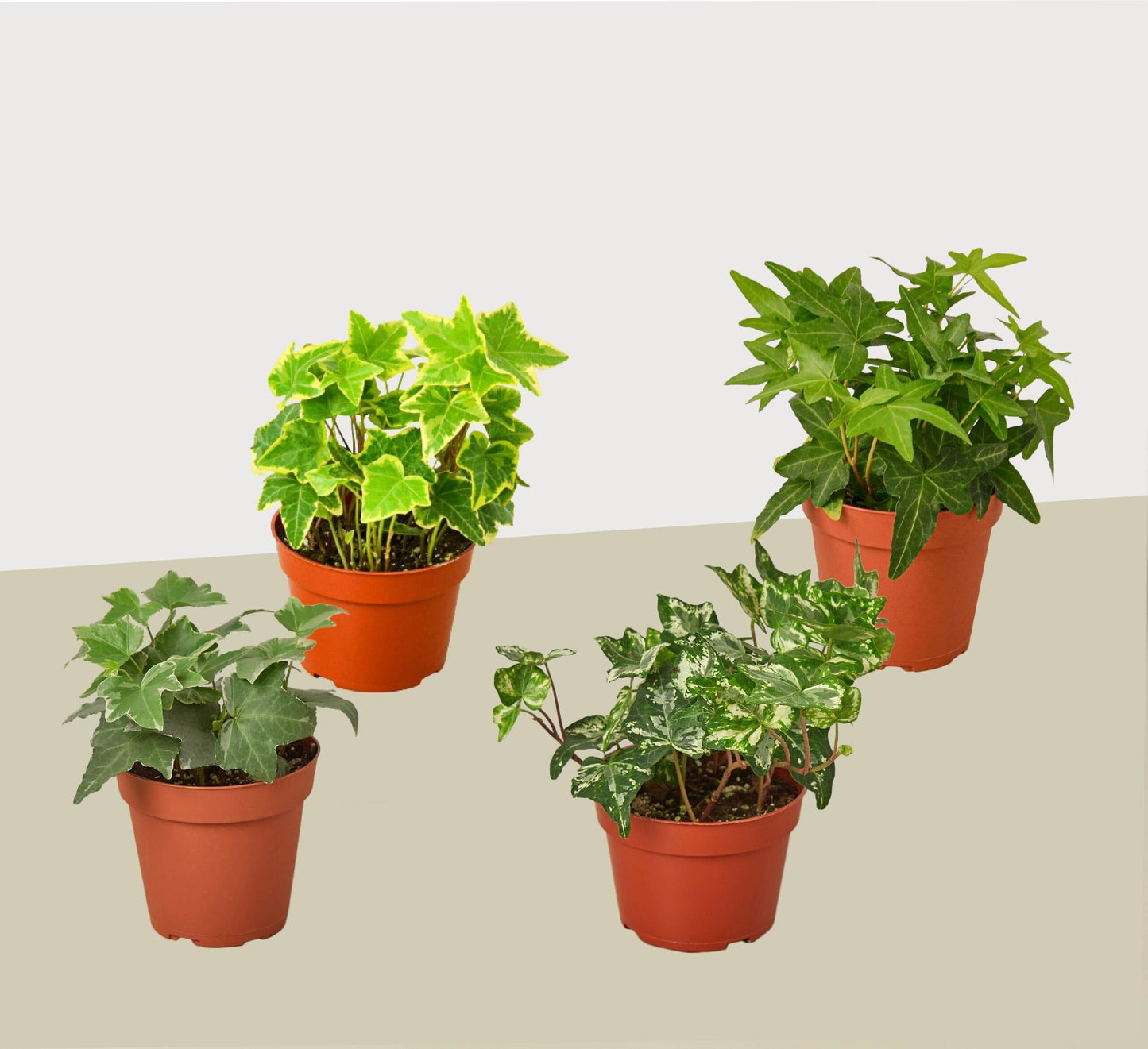 Hedera Algeriensis, Assorted - View 10 from www redcrocus com