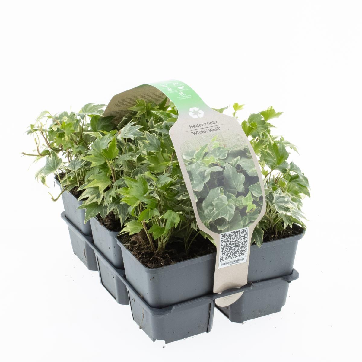 Hedera Algeriensis, Assorted - View 11 from www redcrocus com