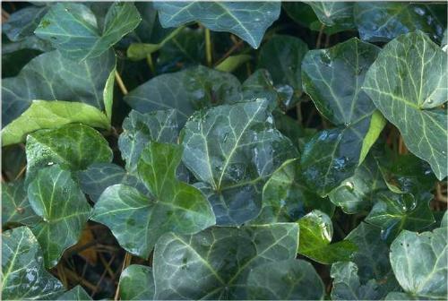 Hedera Algeriensis, Assorted - View 12 from www redcrocus com