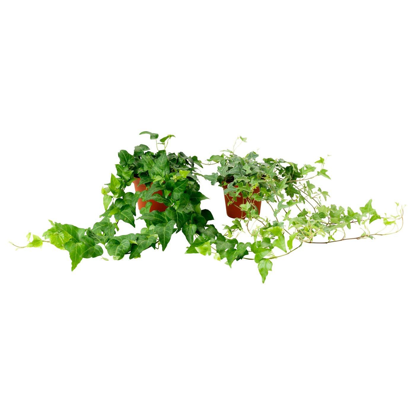 Hedera Algeriensis, Assorted - View 14 from www redcrocus com