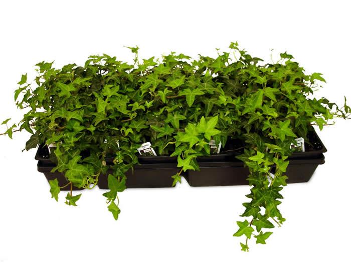 Hedera Algeriensis, Assorted - View 16 from www redcrocus com
