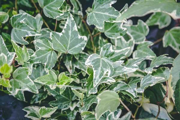 Hedera Algeriensis, Assorted - View 18 from www redcrocus com
