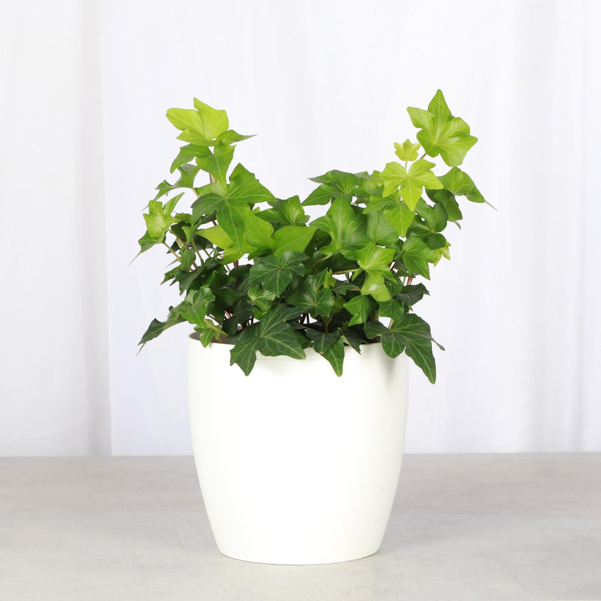 Hedera Algeriensis, Assorted - View 20 from www redcrocus com