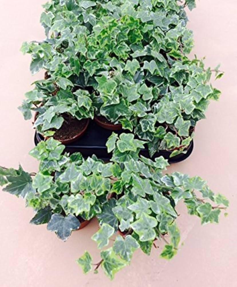 Hedera Algeriensis, Assorted - View 22 from www redcrocus com