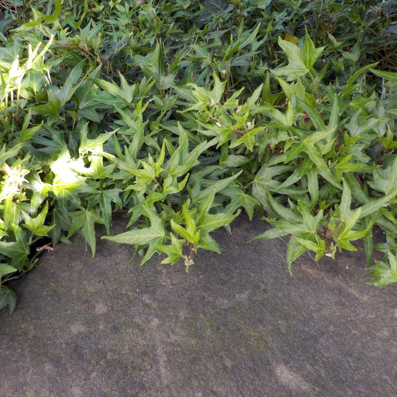 Hedera Algeriensis, Assorted - View 23 from www redcrocus com