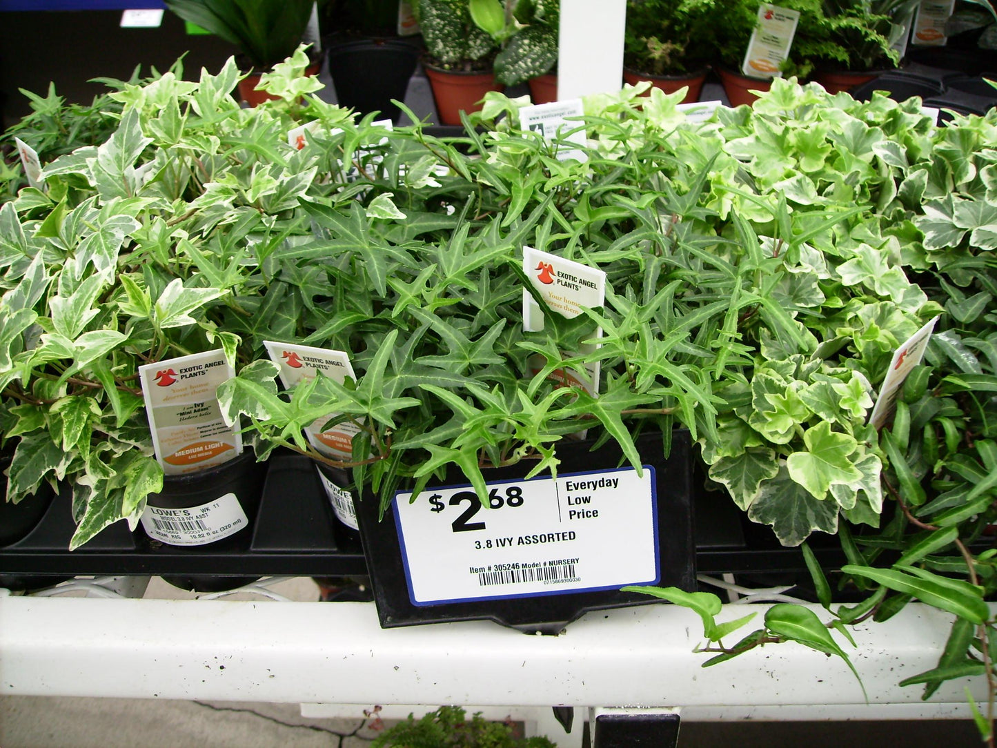 Hedera Algeriensis, Assorted - View 24 from www redcrocus com