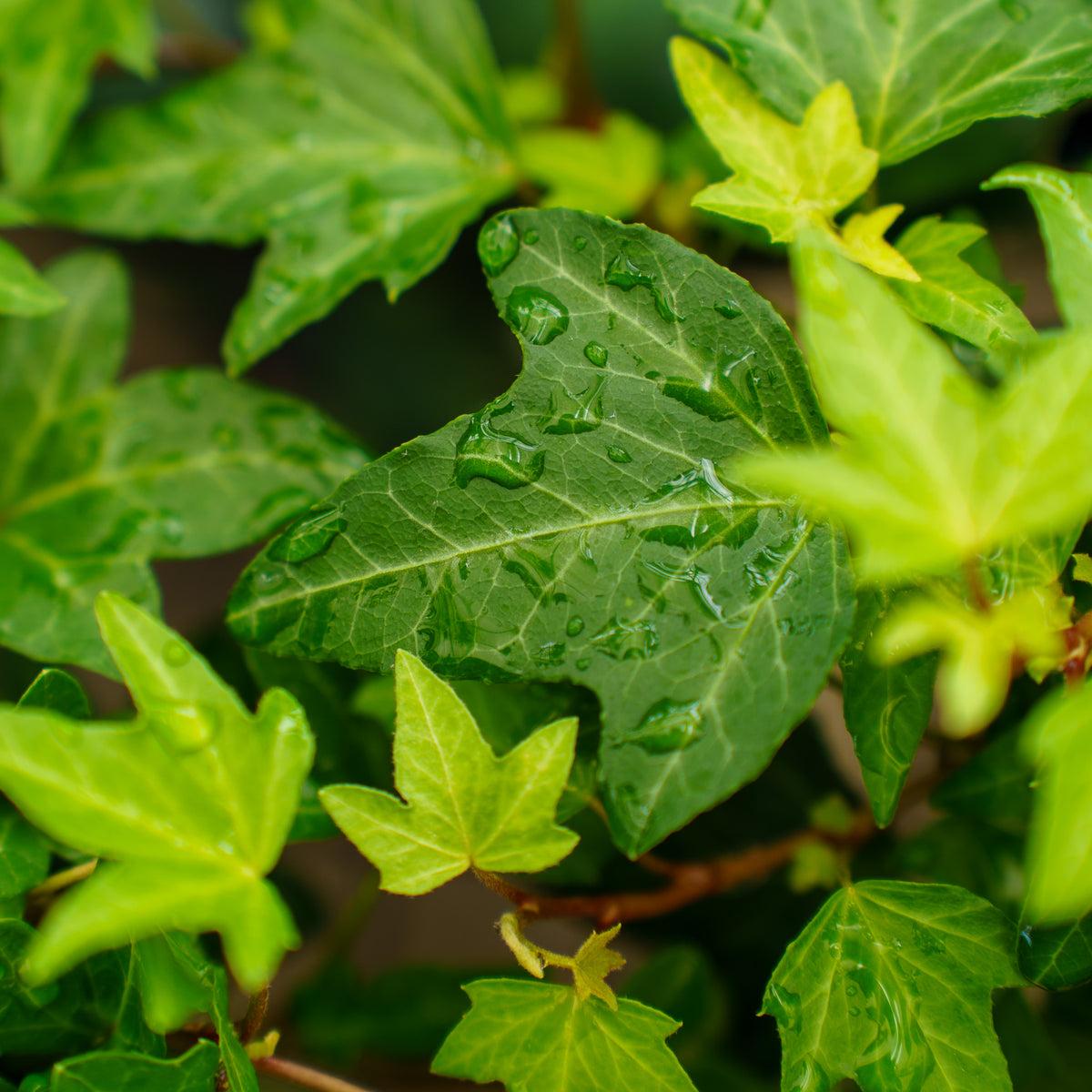 Hedera Algeriensis, Assorted - View 26 from www redcrocus com