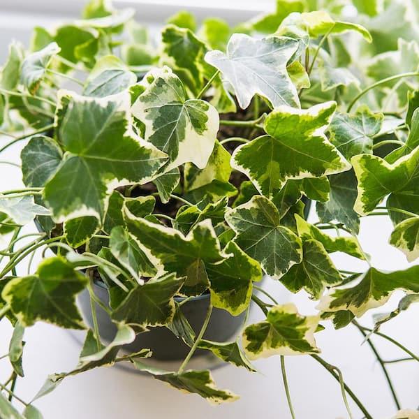 Hedera Algeriensis, Assorted - View 28 from www redcrocus com