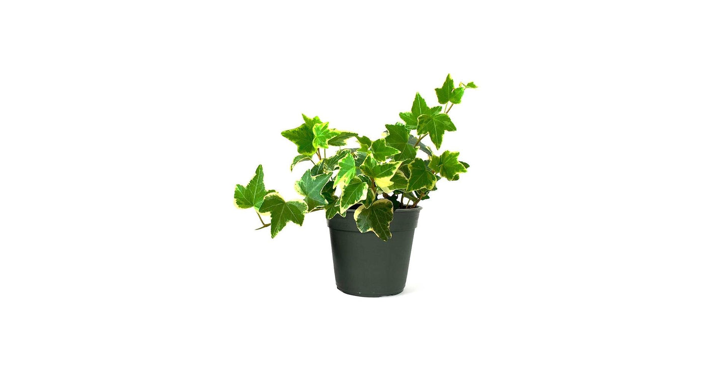 Hedera Algeriensis, Assorted - View 29 from www redcrocus com
