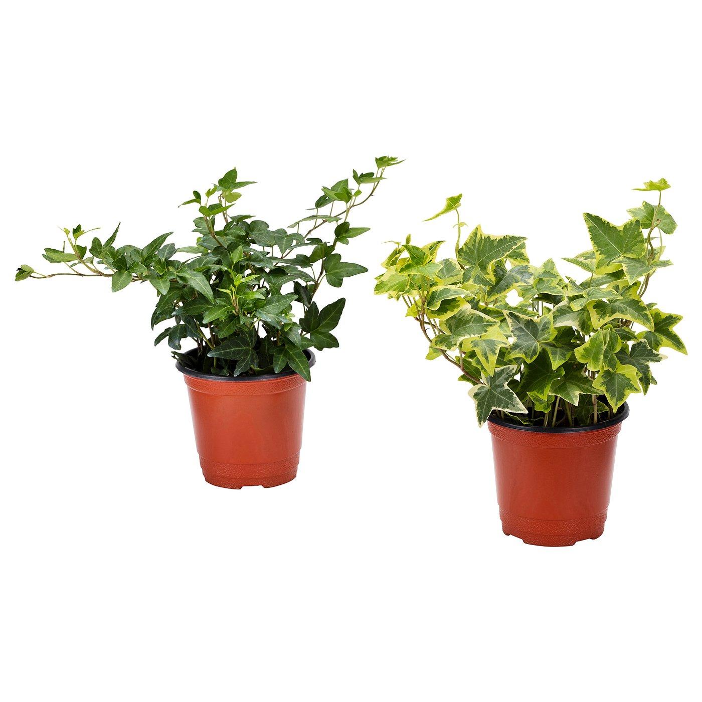 Hedera Algeriensis, Assorted - View 2 from www redcrocus com