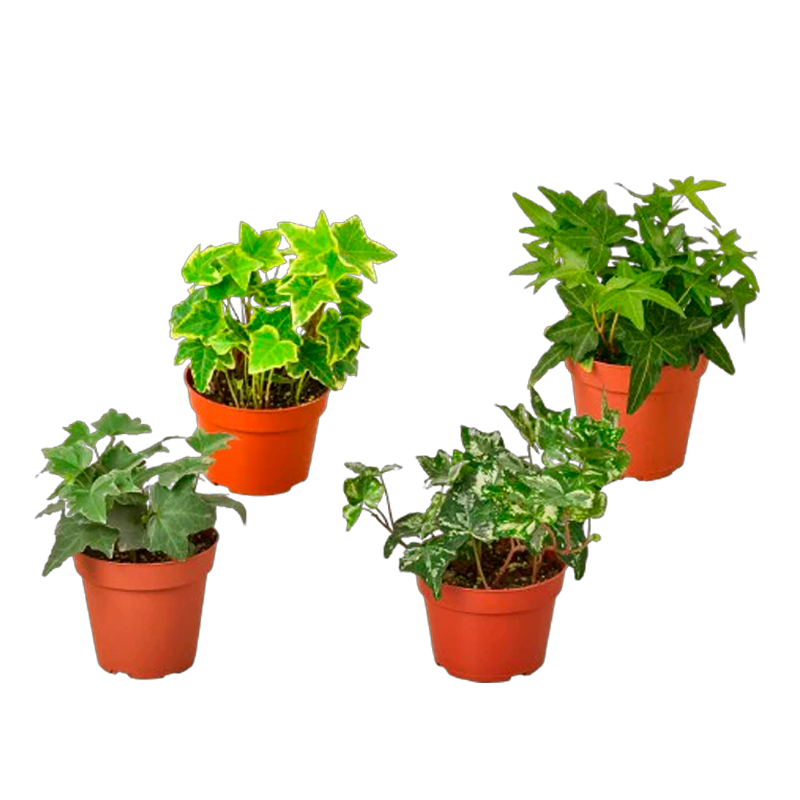Hedera Algeriensis, Assorted - View 30 from www redcrocus com