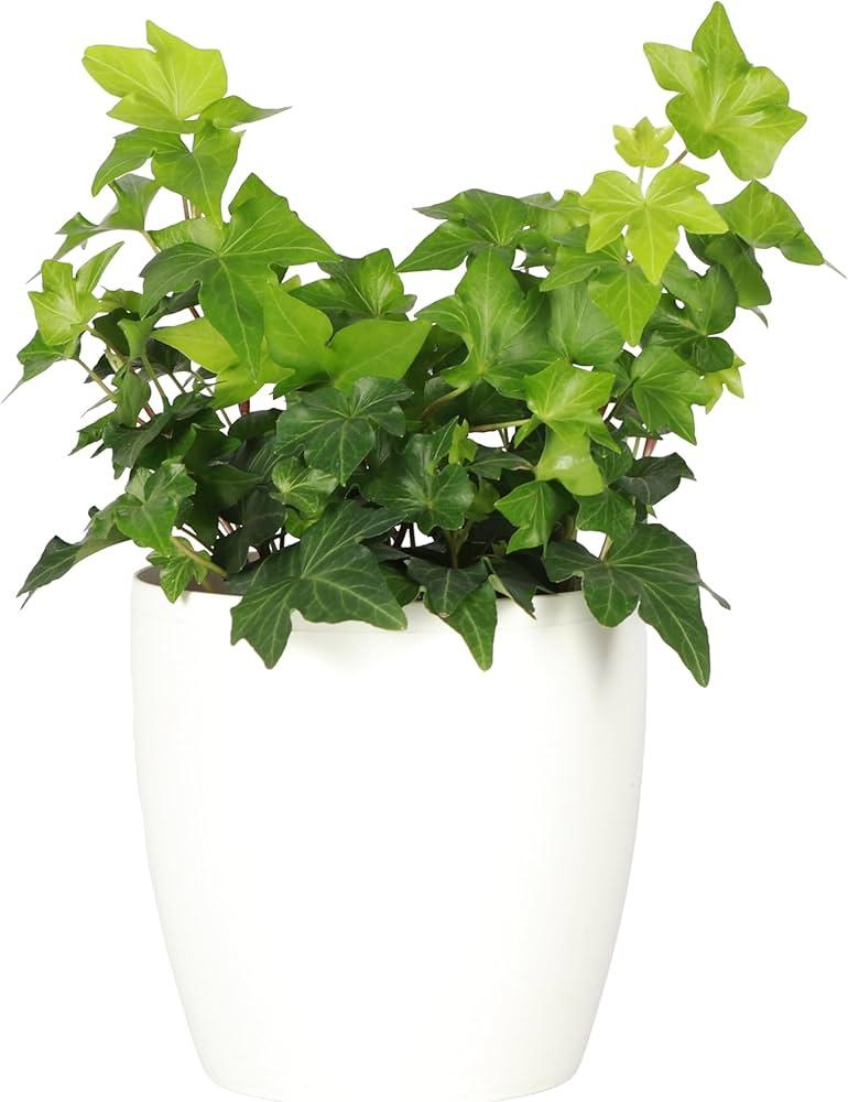 Hedera Algeriensis, Assorted - View 31 from www redcrocus com