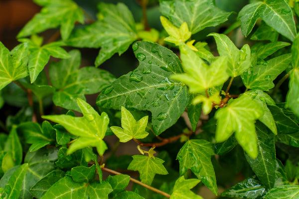 Hedera Algeriensis, Assorted - View 32 from www redcrocus com