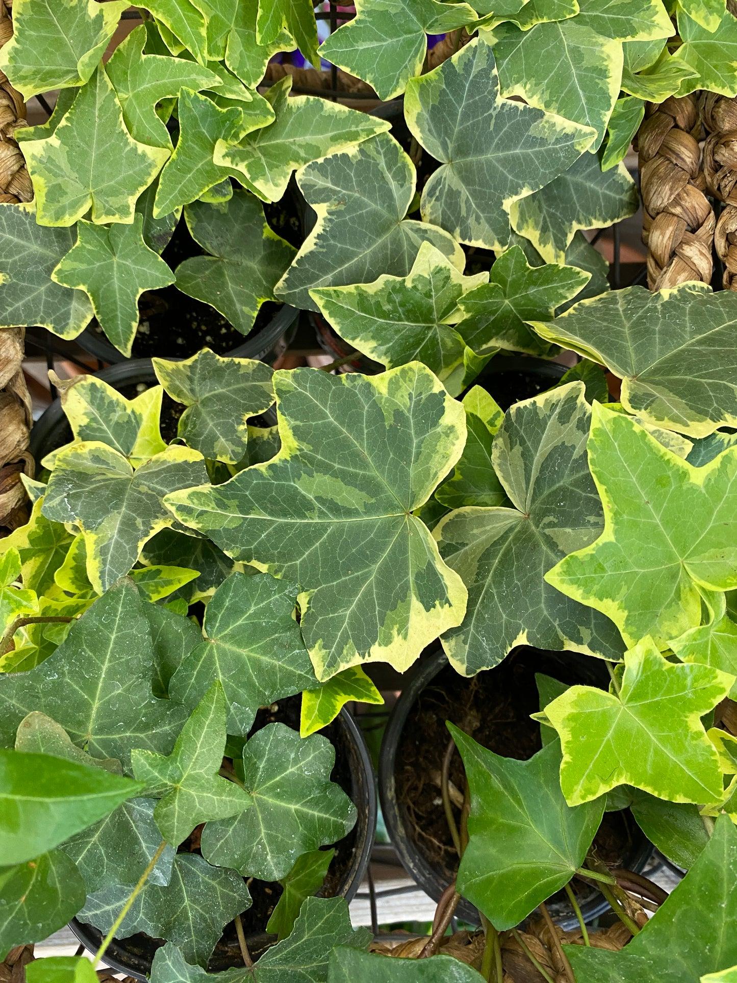 Hedera Algeriensis, Assorted - View 34 from www redcrocus com
