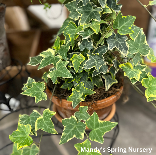 Hedera Algeriensis, Assorted - View 36 from www redcrocus com