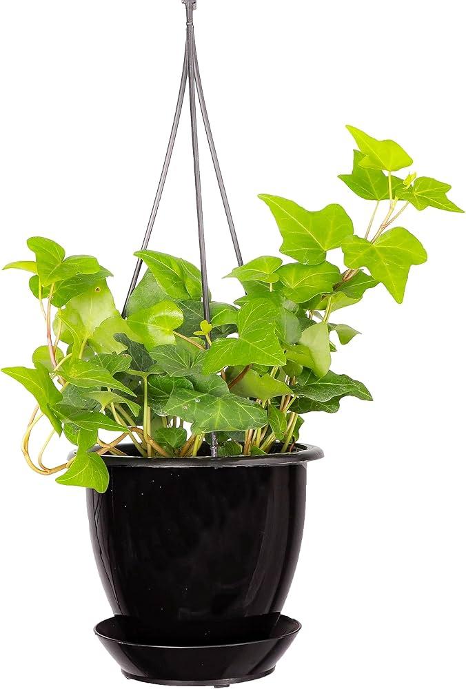 Hedera Algeriensis, Assorted - View 38 from www redcrocus com