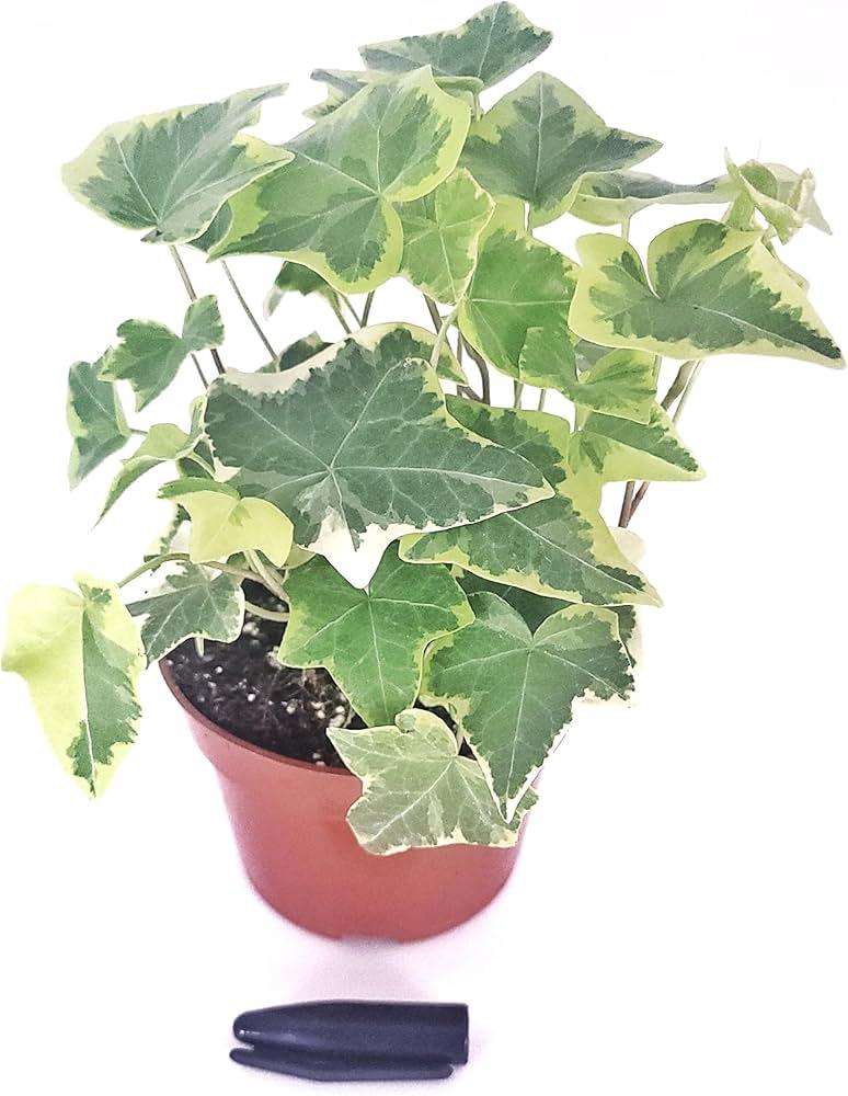 Hedera Algeriensis, Assorted - View 39 from www redcrocus com