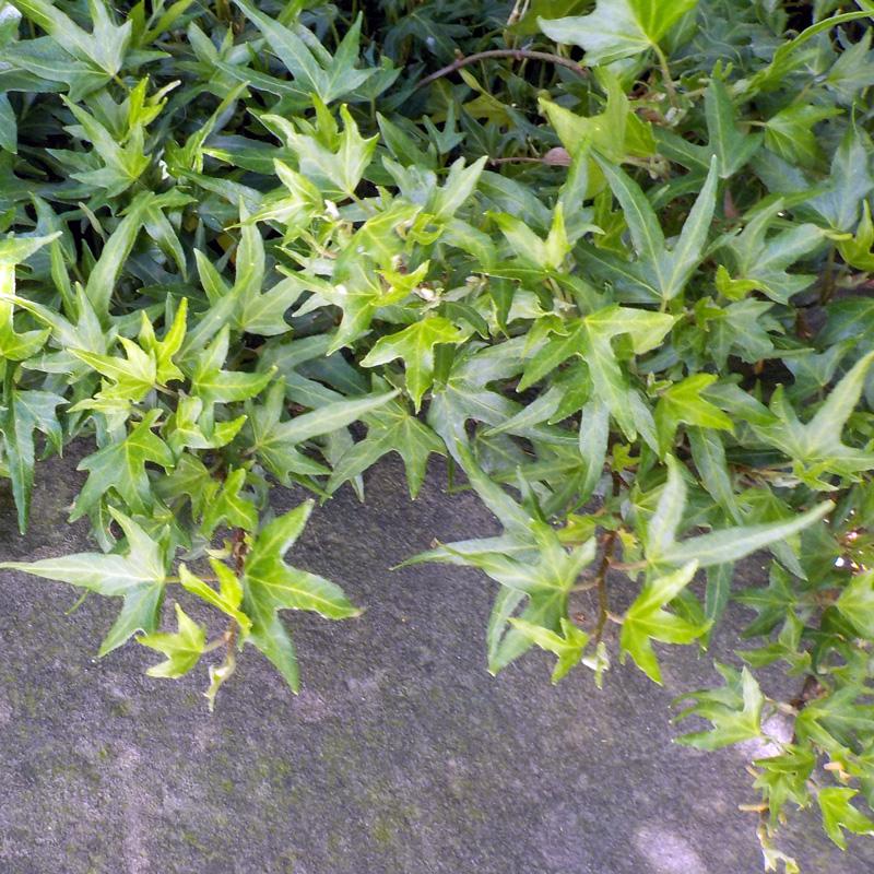 Hedera Algeriensis, Assorted - View 40 from www redcrocus com