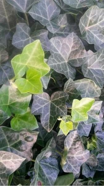 Hedera Algeriensis, Assorted - View 4 from www redcrocus com