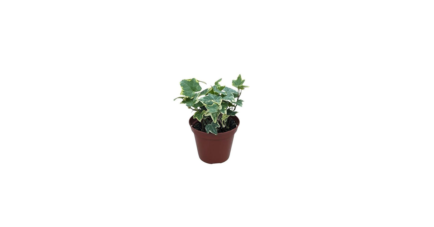 Hedera Algeriensis, Assorted - View 6 from www redcrocus com