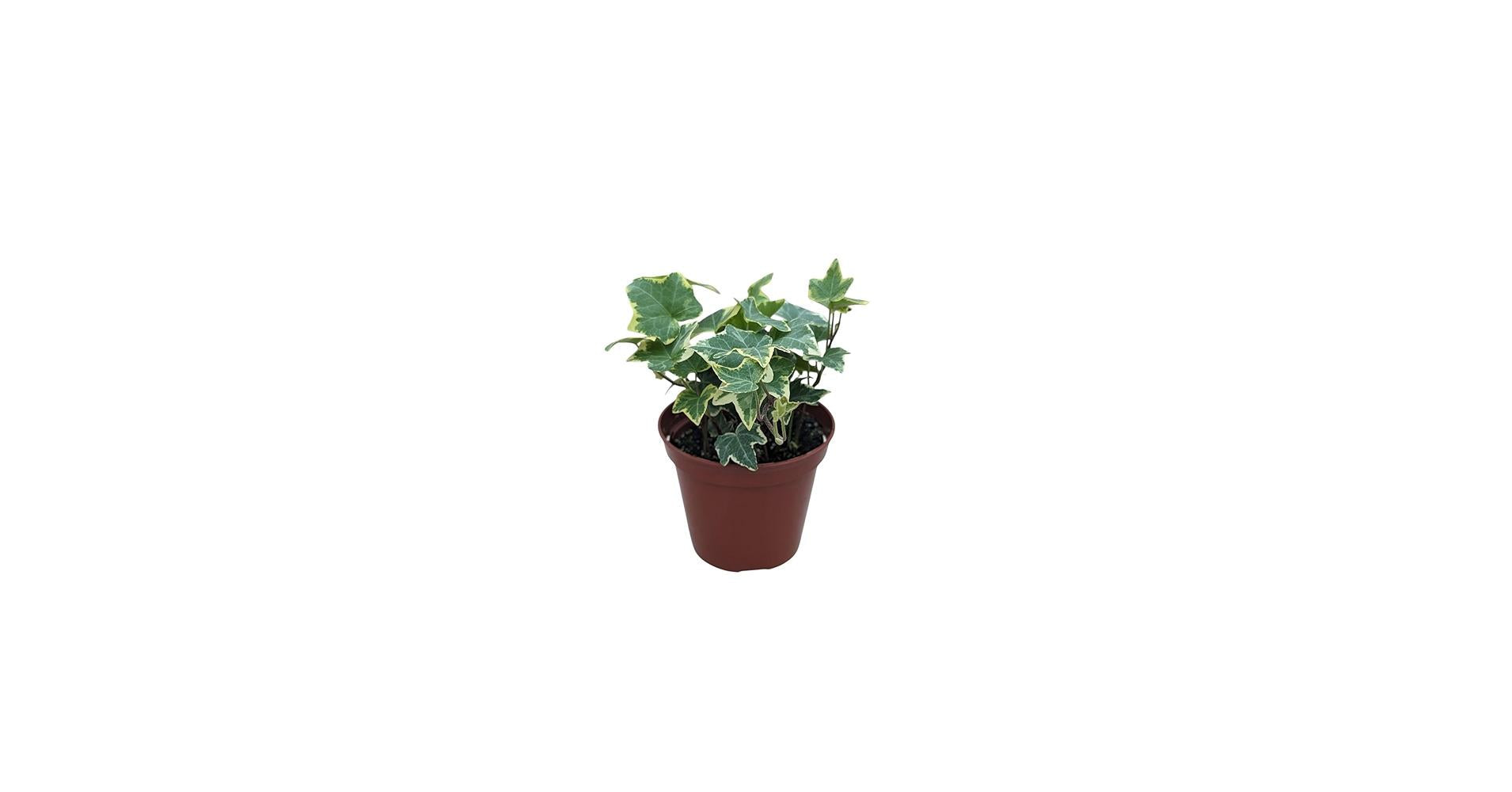Hedera Algeriensis, Assorted - View 6 from www redcrocus com