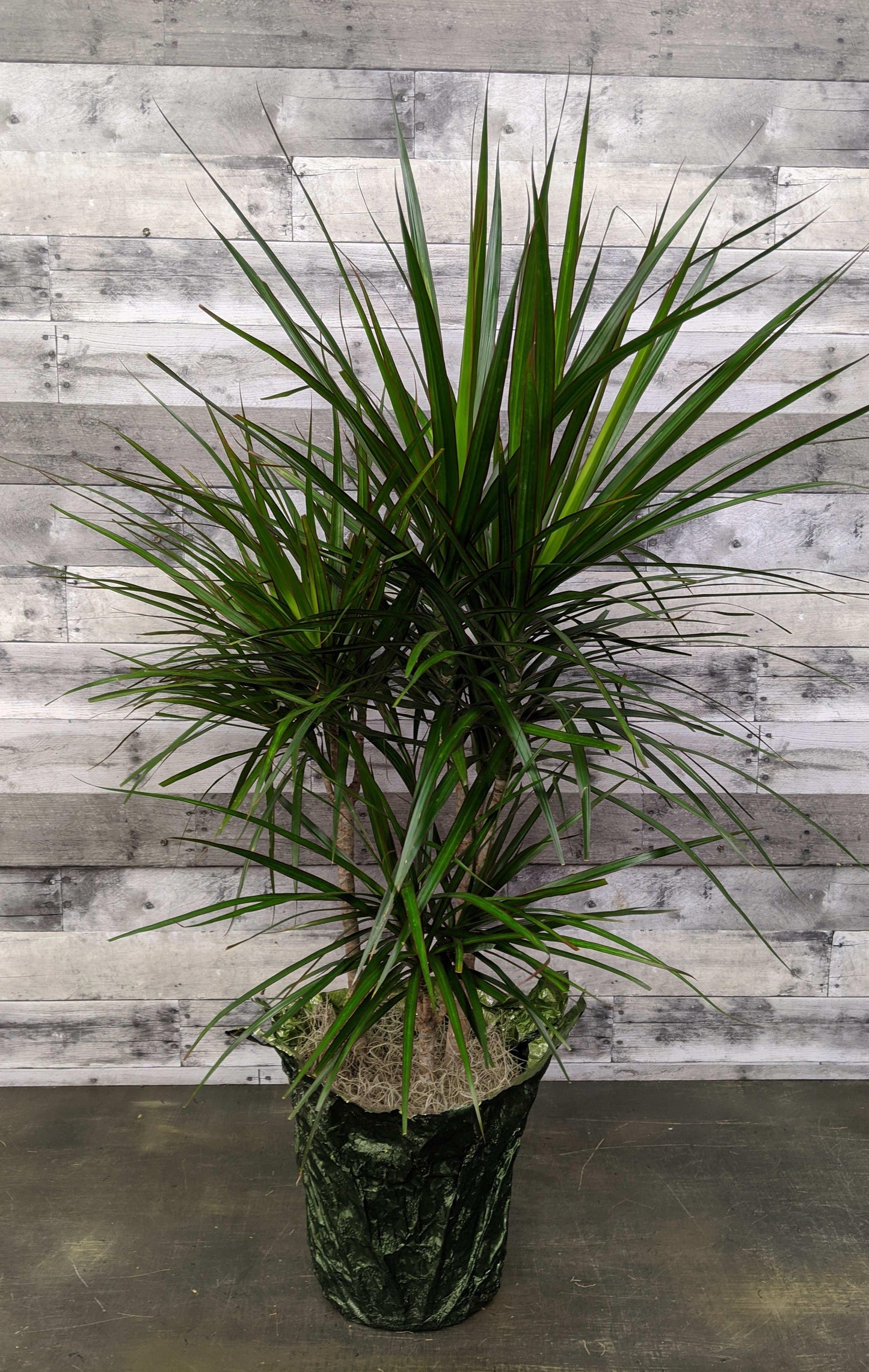 Dracaena Marginata Bush - View 10 from www redcrocus com
