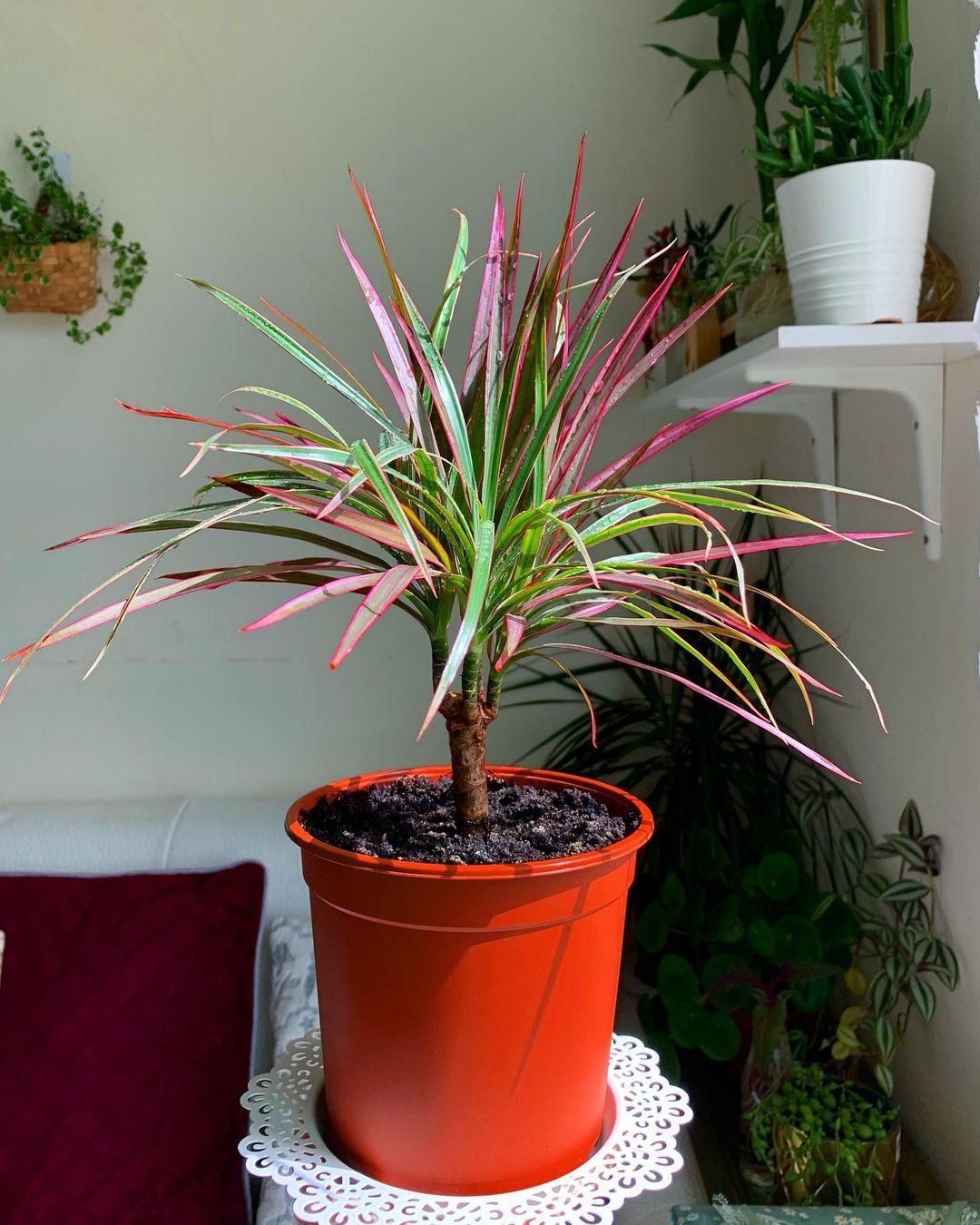 Dracaena Marginata Bush - View 11 from www redcrocus com