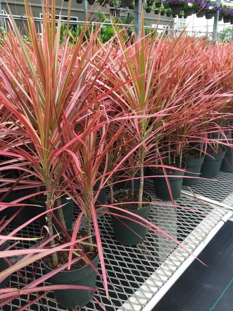 Dracaena Marginata Bush - View 12 from www redcrocus com