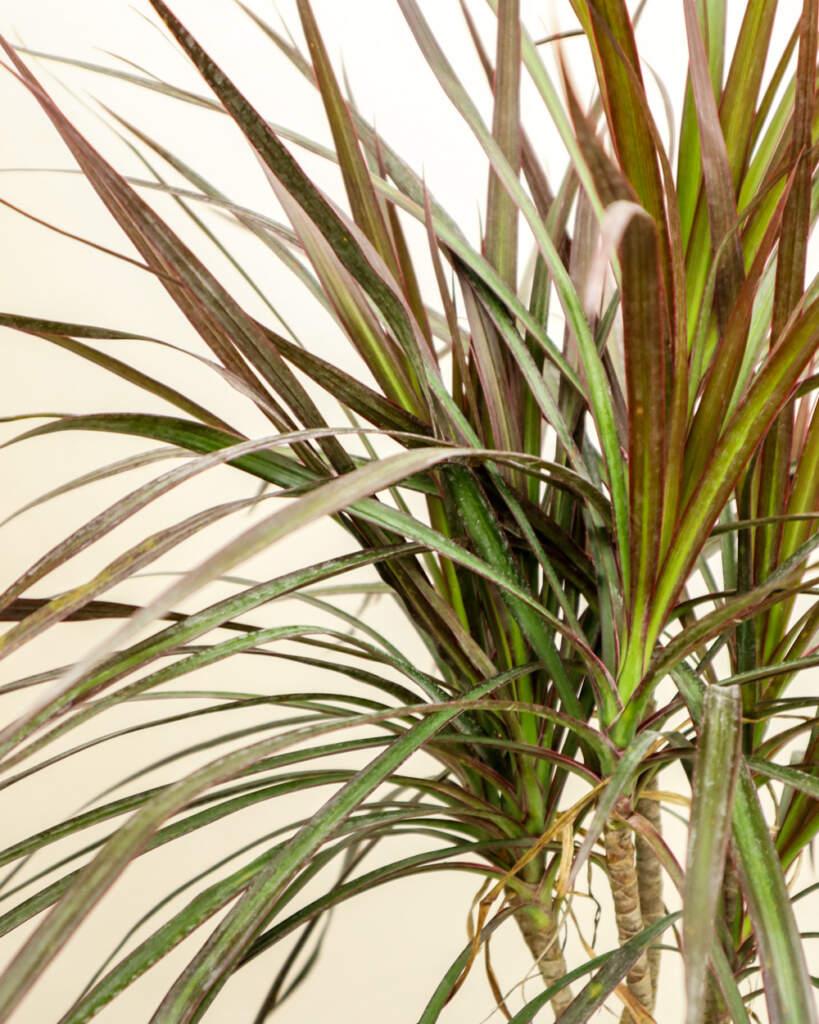 Dracaena Marginata Bush - View 13 from www redcrocus com