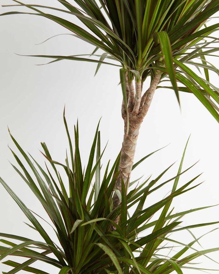 Dracaena Marginata Bush - View 14 from www redcrocus com