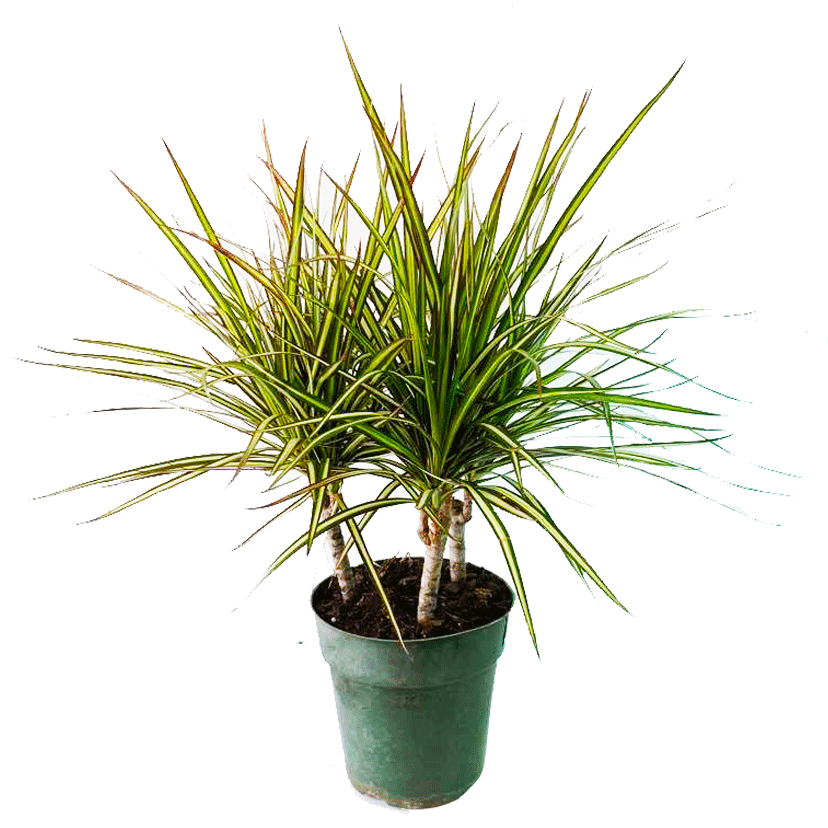 Dracaena Marginata Bush - View 15 from www redcrocus com