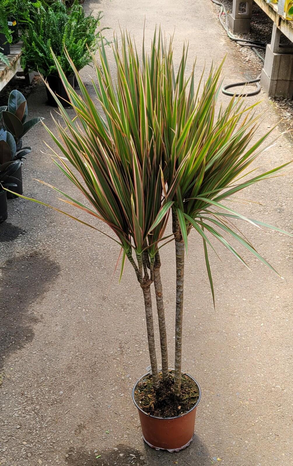 Dracaena Marginata Bush - View 15 from www redcrocus com