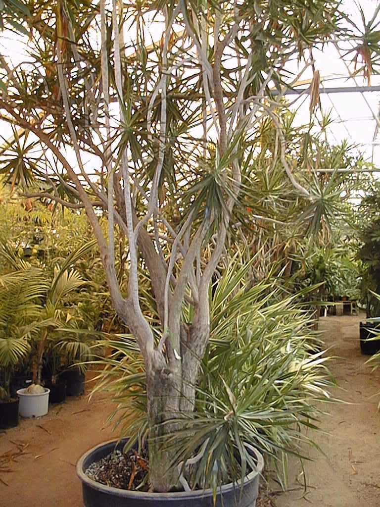Dracaena Marginata Bush - View 17 from www redcrocus com