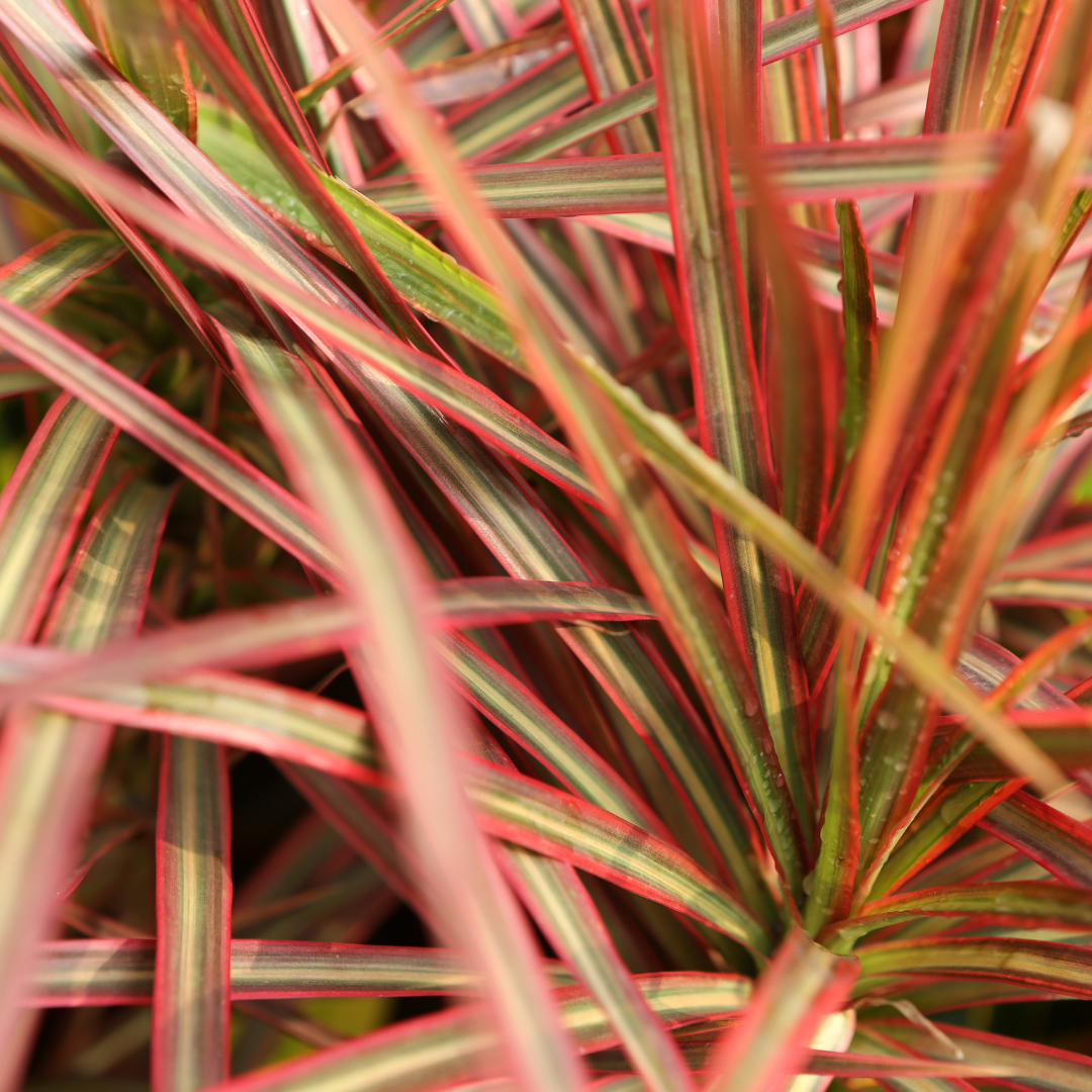 Dracaena Marginata Bush - View 19 from www redcrocus com