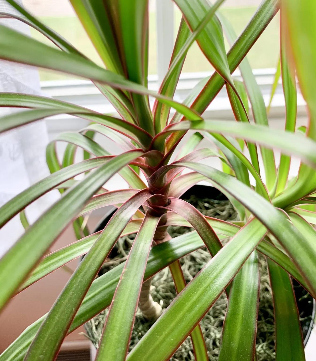 Dracaena Marginata Bush - View 1 from www redcrocus com