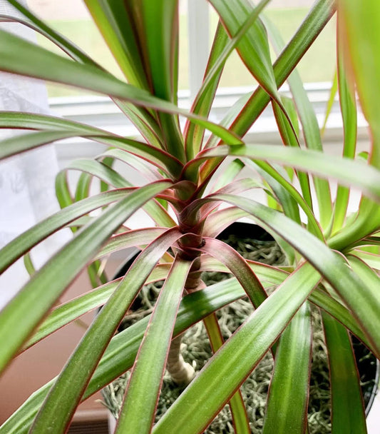 Dracaena Marginata Bush - View 1 from www redcrocus com