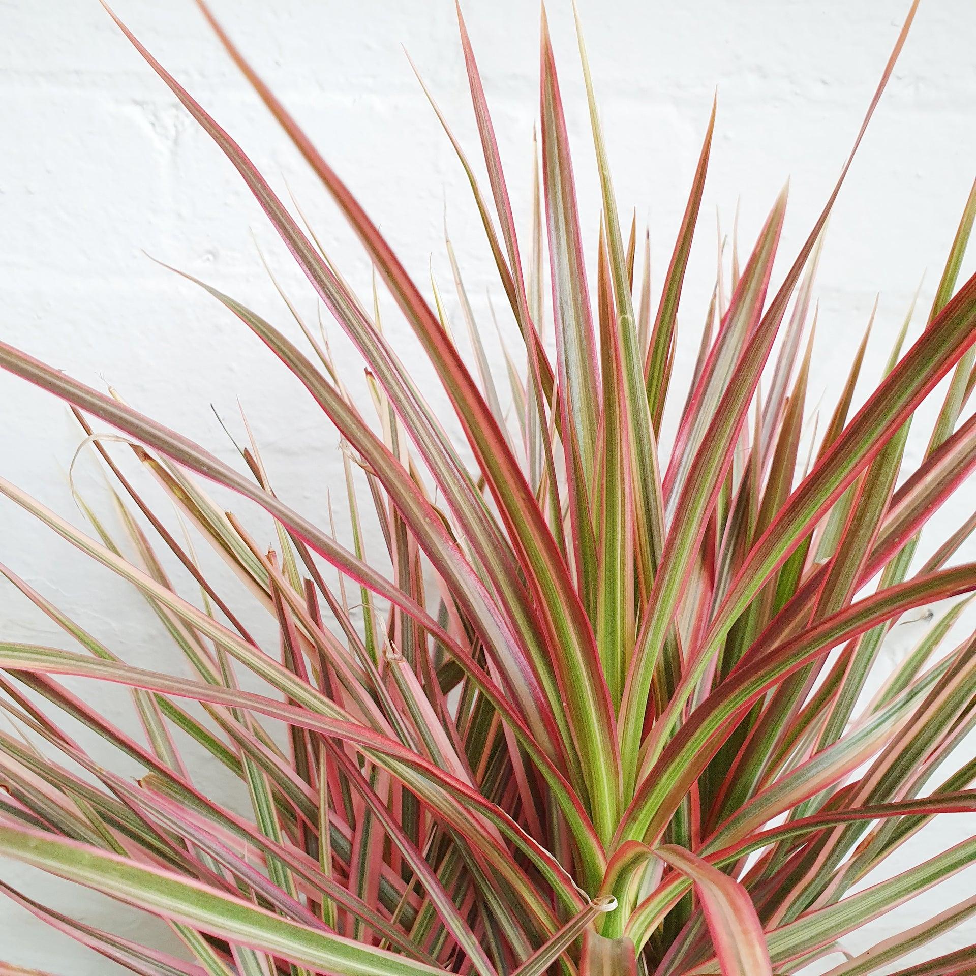 Dracaena Marginata Bush - View 20 from www redcrocus com