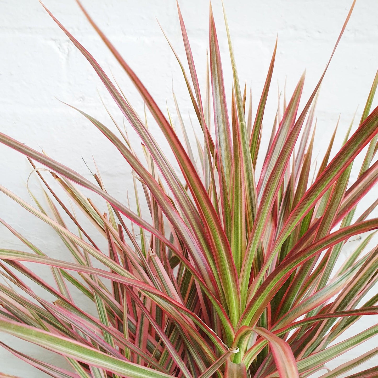 Dracaena Marginata Bush - View 20 from www redcrocus com