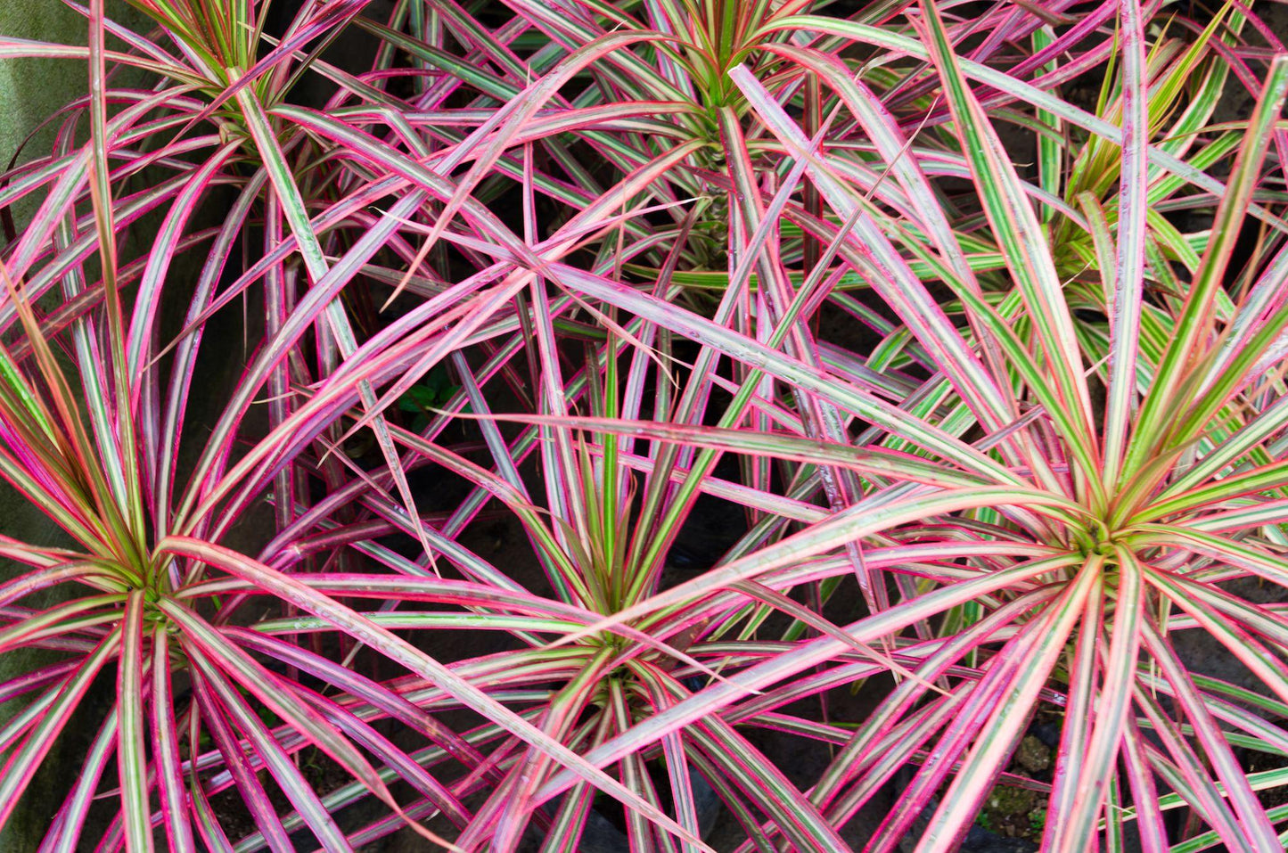 Dracaena Marginata Bush - View 2 from www redcrocus com