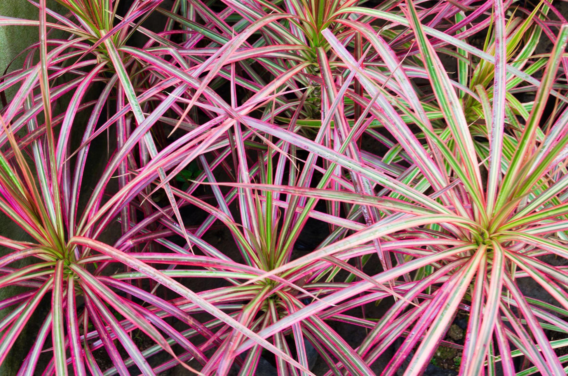 Dracaena Marginata Bush - View 2 from www redcrocus com