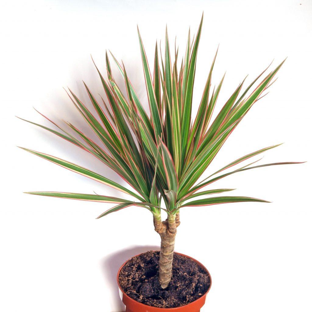 Dracaena Marginata Bush - View 3 from www redcrocus com