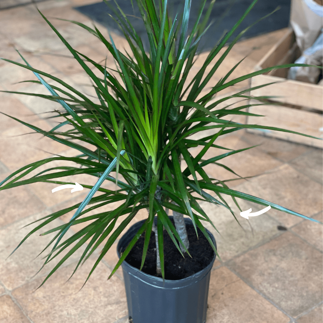 Dracaena Marginata Bush - View 7 from www redcrocus com