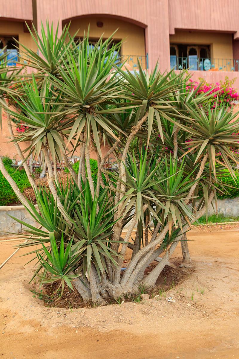 Dracaena Marginata Bush - View 8 from www redcrocus com