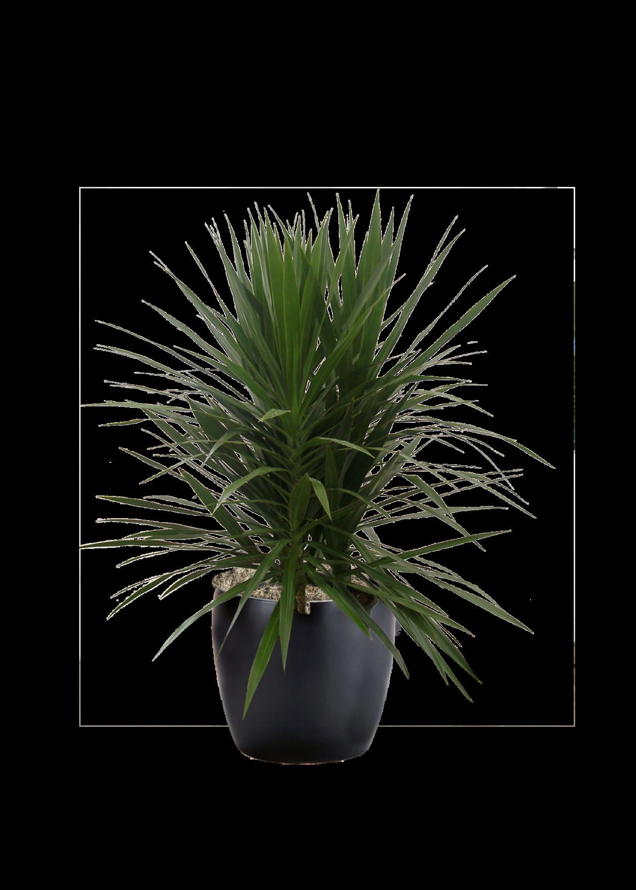 Dracaena Marginata Bush - View 8 from www redcrocus com