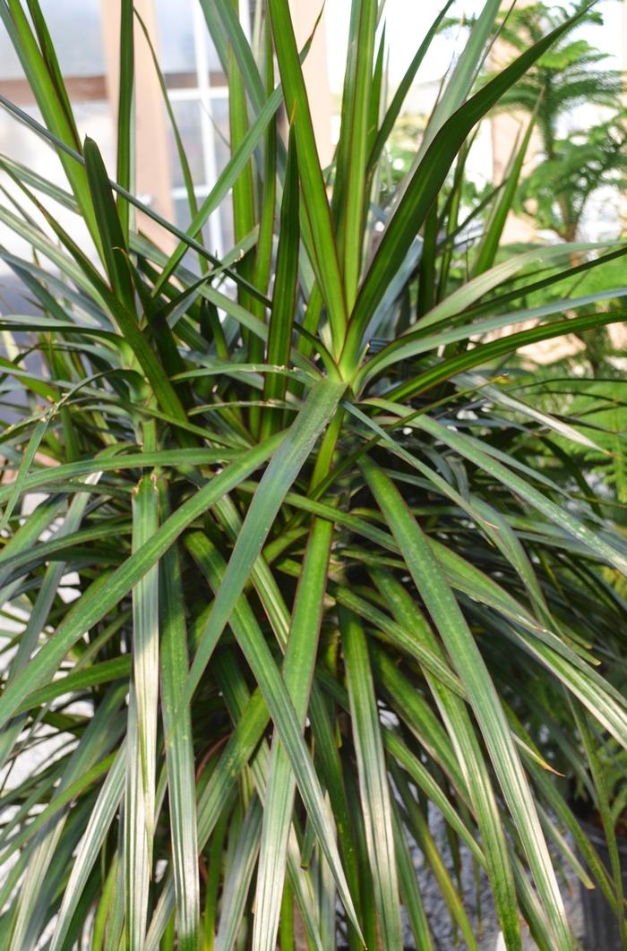 Dracaena Marginata Bush - View 9 from www redcrocus com