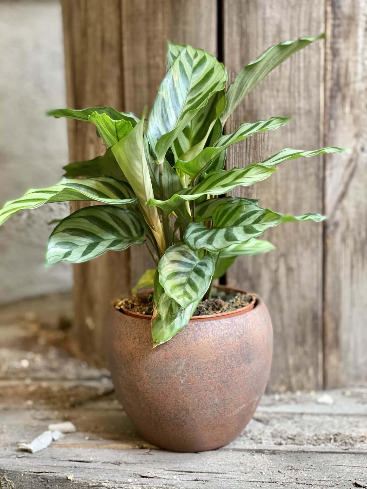 Calathea Freddie - View 11 from www redcrocus com
