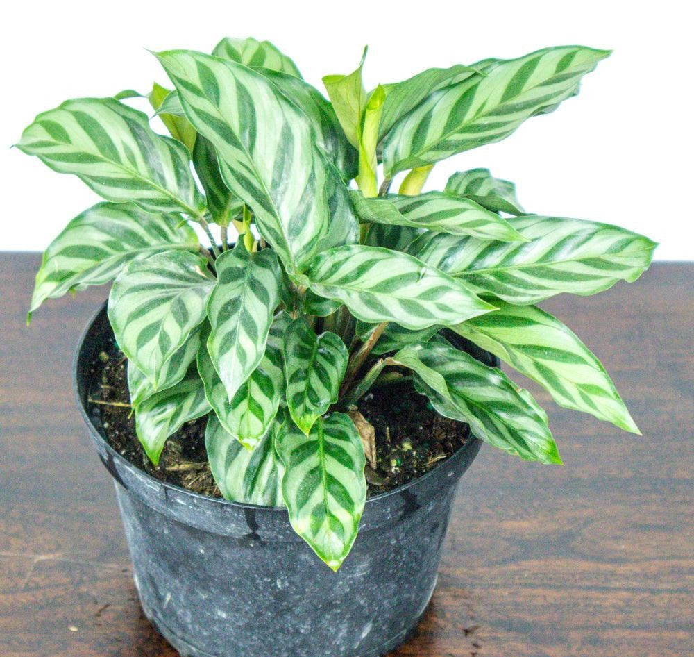 Calathea Freddie - View 12 from www redcrocus com
